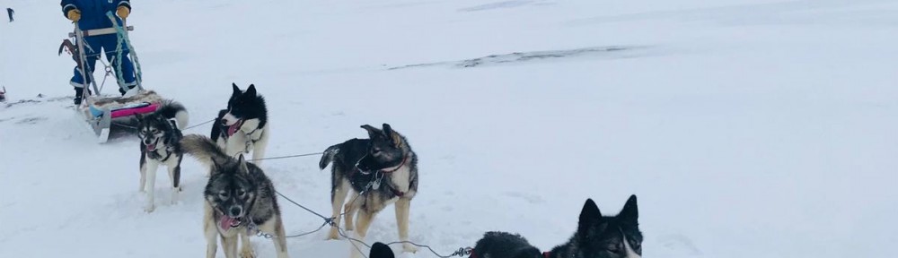 Longyearbyen'de Köpekli Kızak Gün 2