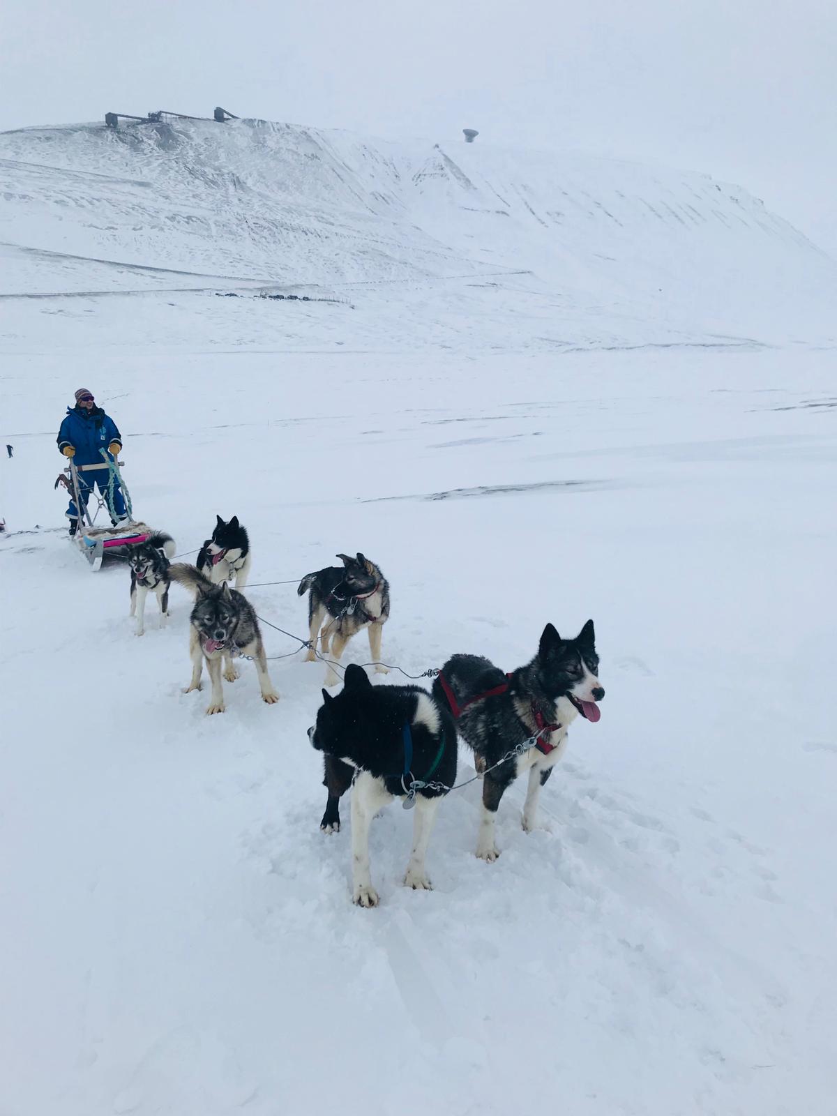 Longyearbyen'de Köpekli Kızak Gün 2