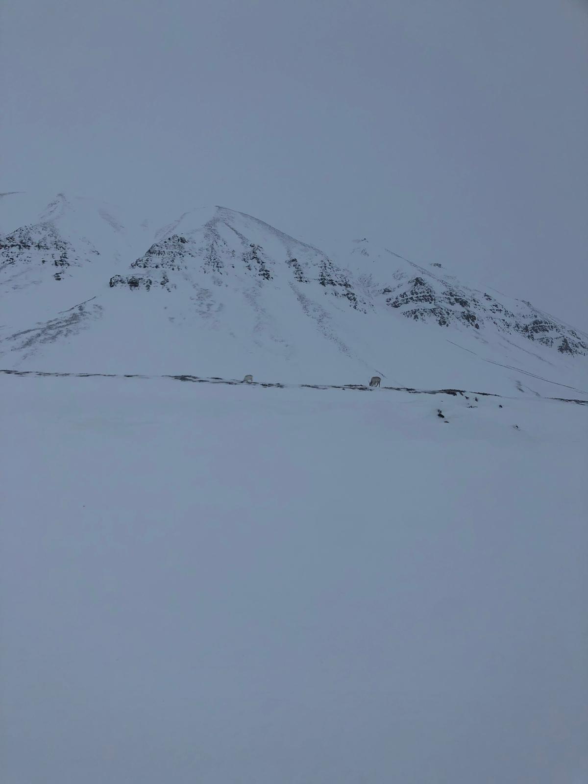 Longyearbyen'de Köpekli Kızak Gün 2