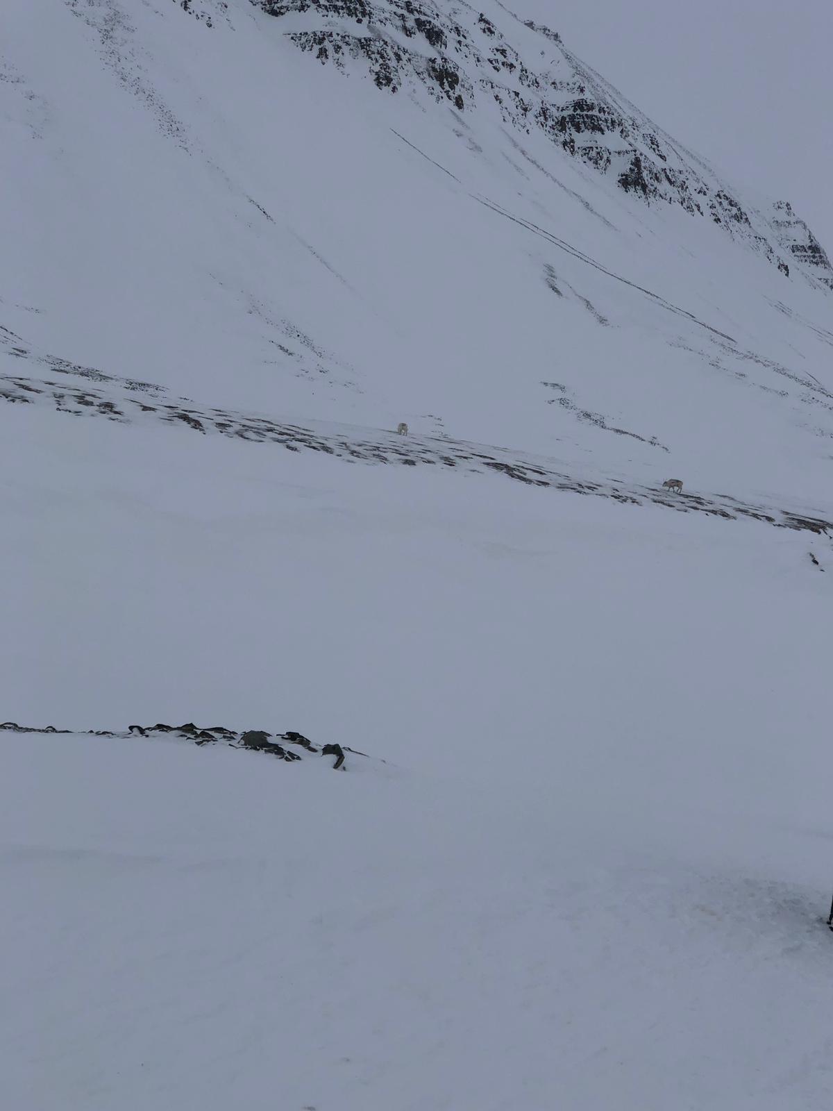 Longyearbyen'de Köpekli Kızak Gün 2