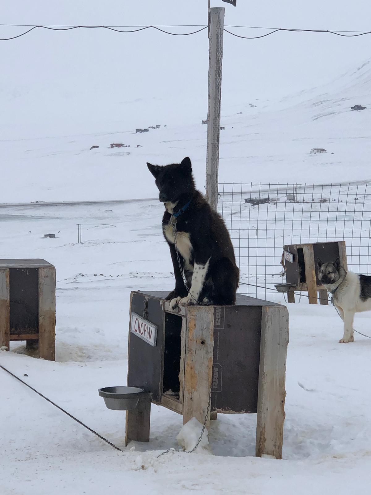 Longyearbyen'de Köpekli Kızak Gün 2
