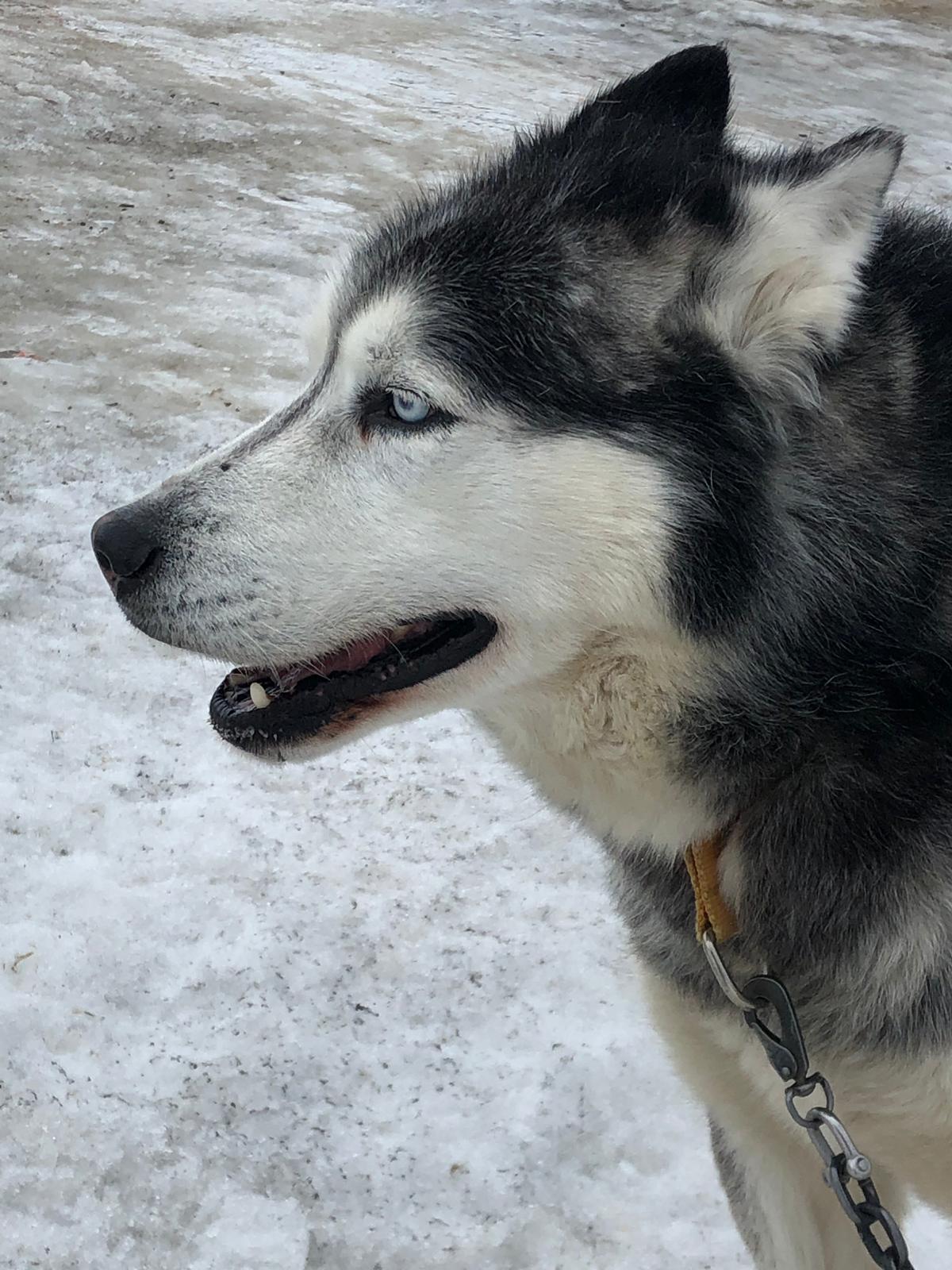 Barentsburg Kömür Madeni ve Köpek Barınağı