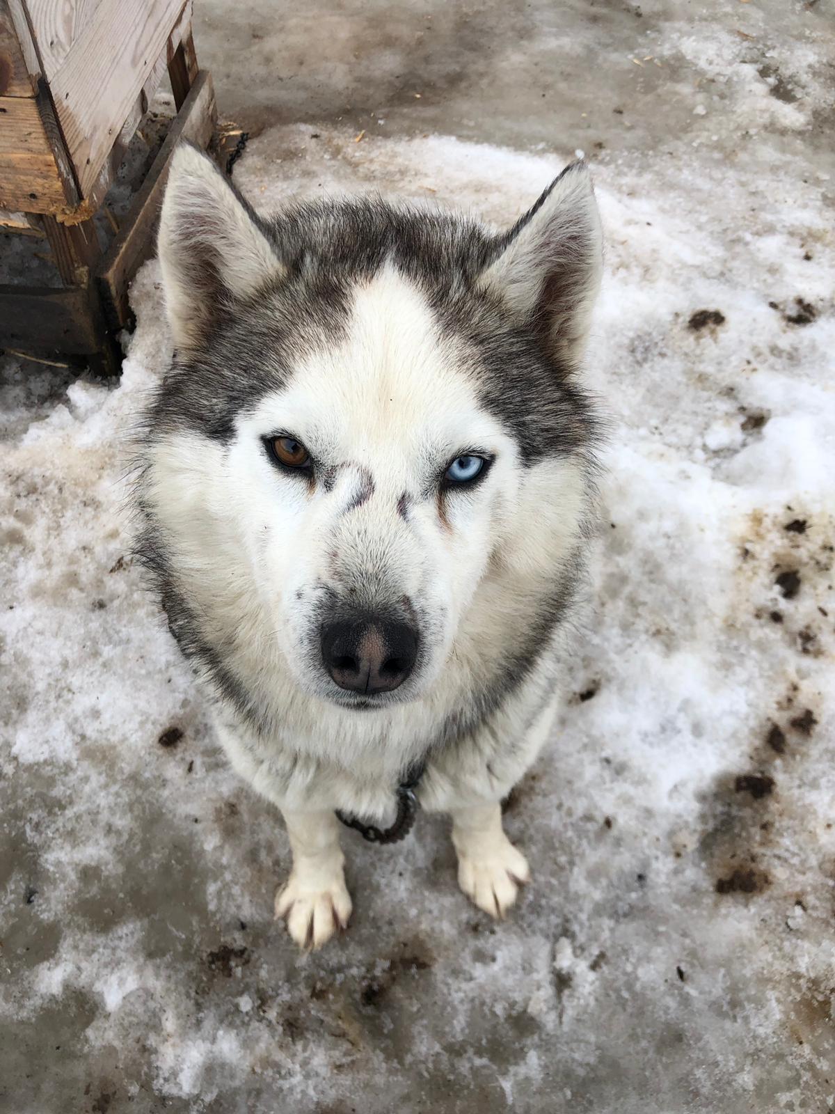 Barentsburg Kömür Madeni ve Köpek Barınağı