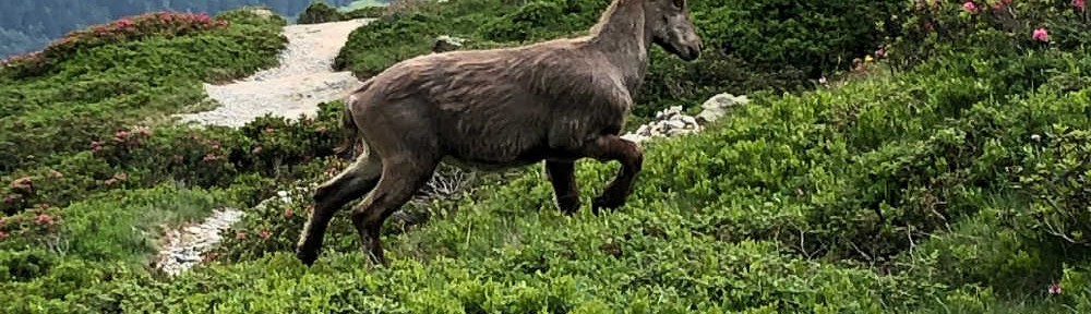 Lac Blanc Tırmanışı