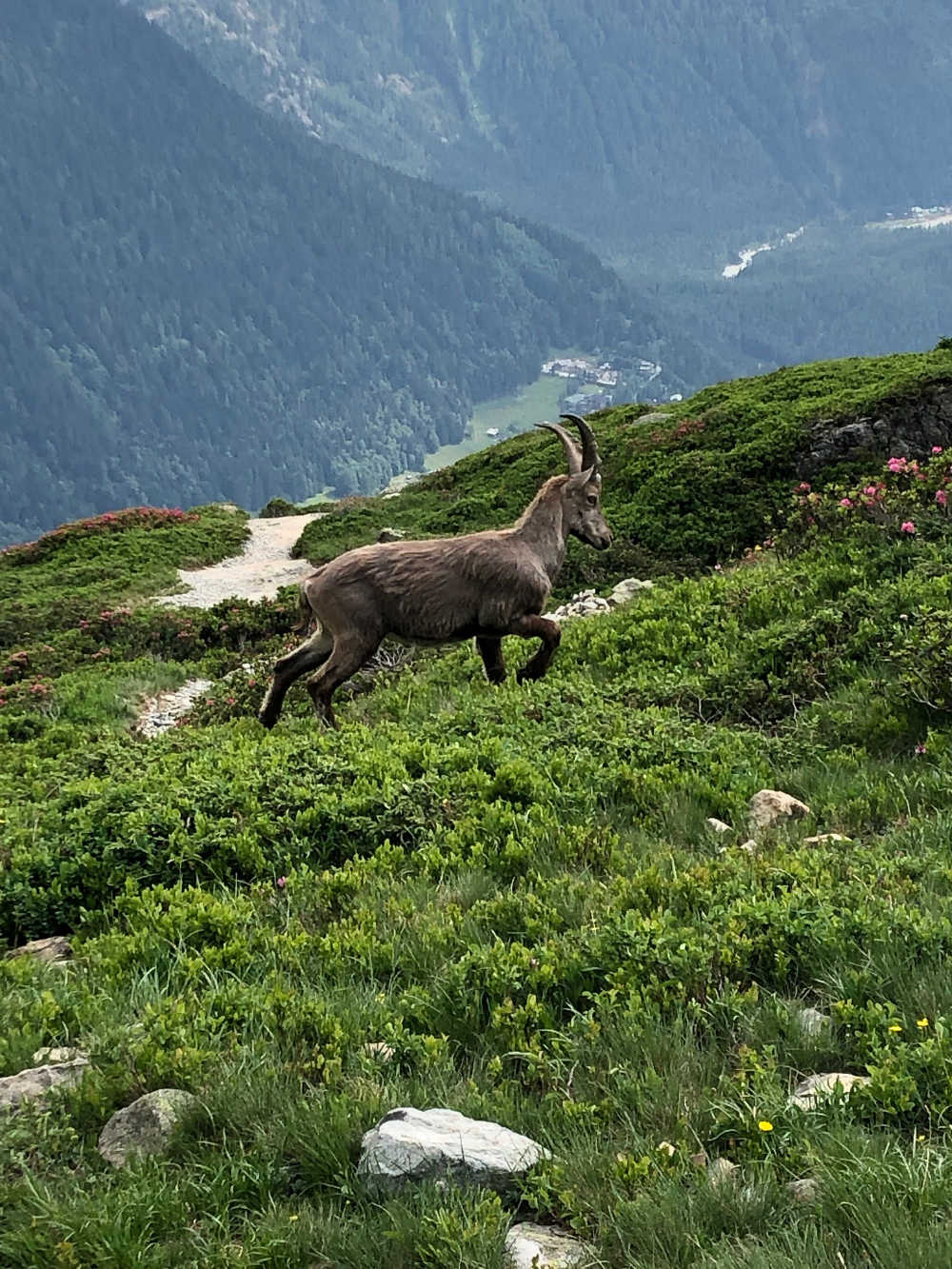 Lac Blanc Tırmanışı